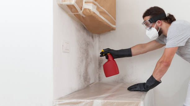 Professional Crawl Space Mold Removal technician working in Indian River, MI